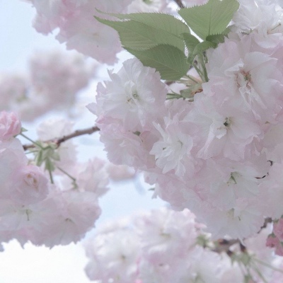 都安FurryQQ群介绍